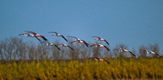 Cina: fenicotteri arrivati nelle zone umide di Yancheng per svernare (1)