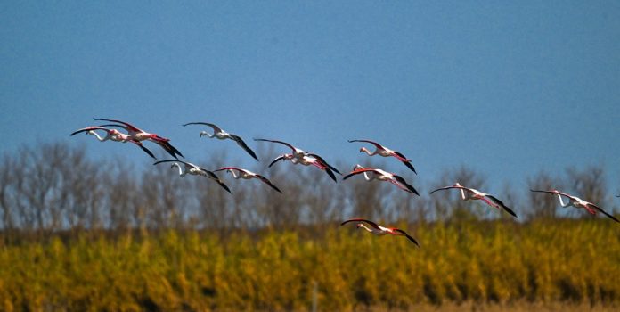 #CHINA-JIANGSU-YANCHENG-FLAMINGO-WETLAND-WINTER (CN)