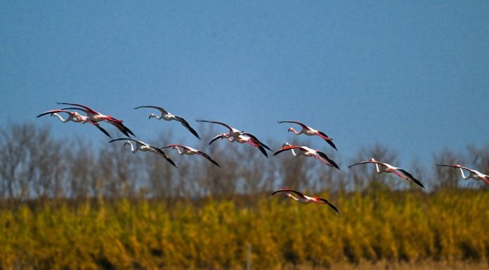 Cina: fenicotteri arrivati nelle zone umide di Yancheng per svernare (1)