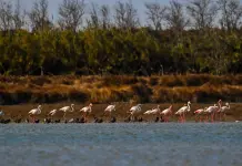 Cina: fenicotteri arrivati nelle zone umide di Yancheng per svernare (2)