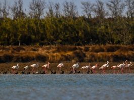Cina: fenicotteri arrivati nelle zone umide di Yancheng per svernare (2)