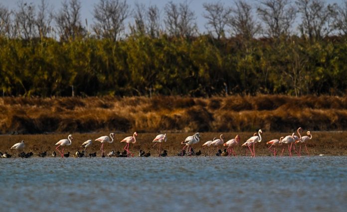 #CHINA-JIANGSU-YANCHENG-FLAMINGO-WETLAND-WINTER (CN)