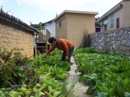 Cina: il villaggio di Manhai rinasce con turismo e tradizioni etniche (2)