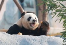 Cina: al via operazioni di prova nella base per panda giganti di Mianyang (1)