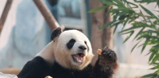 Cina: al via operazioni di prova nella base per panda giganti di Mianyang (1)