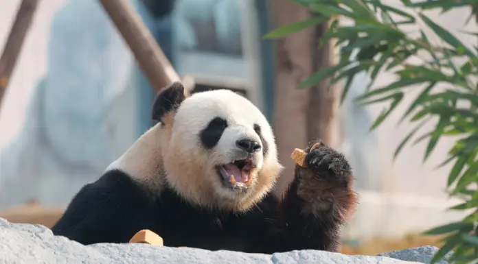 Cina: al via operazioni di prova nella base per panda giganti di Mianyang (1)