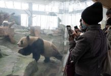 Cina: al via operazioni di prova nella base per panda giganti di Mianyang (3)