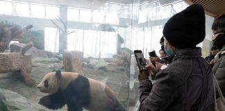 Cina: al via operazioni di prova nella base per panda giganti di Mianyang (3)