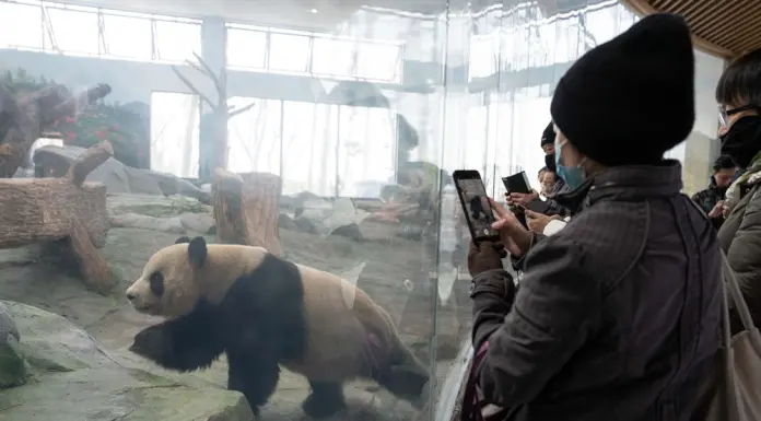 Cina: al via operazioni di prova nella base per panda giganti di Mianyang (3)