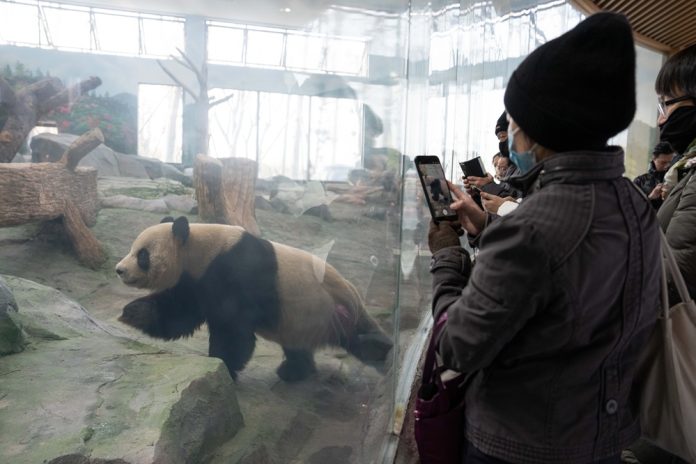(SichuanMosaics) CHINA-SICHUAN-MIANYANG-GIANT PANDA-NEW BASE-PUBLIC VISIT (CN)