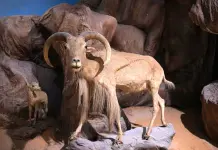 Il Museo Nazionale libico di Tripoli si prepara alla riapertura