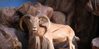 Il Museo Nazionale libico di Tripoli si prepara alla riapertura