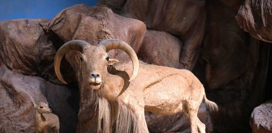 Il Museo Nazionale libico di Tripoli si prepara alla riapertura