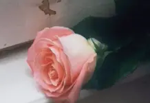 Esce il 16 gennaio “Blooom”, il nuovo album di inediti dei Planet Funk