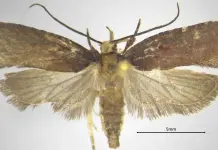 Una nuova specie di falena scoperta dal CREA nelle foreste della Calabria