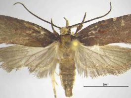 Una nuova specie di falena scoperta dal CREA nelle foreste della Calabria