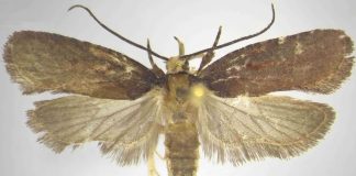 Una nuova specie di falena scoperta dal CREA nelle foreste della Calabria