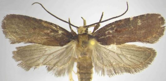 Una nuova specie di falena scoperta dal CREA nelle foreste della Calabria