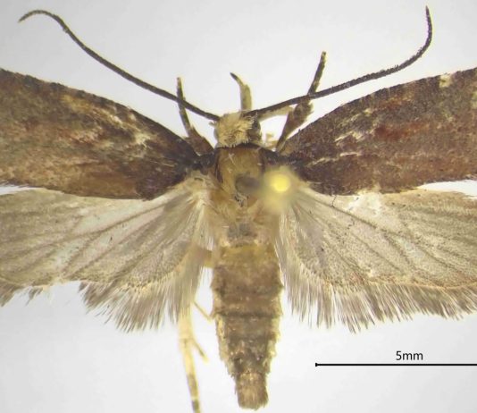 Una nuova specie di falena scoperta dal CREA nelle foreste della Calabria