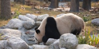 Cina: al via operazioni di prova nella base per panda giganti di Mianyang (2)