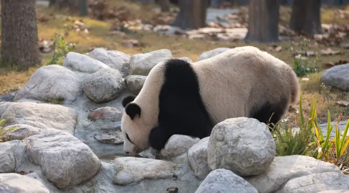 Cina: al via operazioni di prova nella base per panda giganti di Mianyang (2)