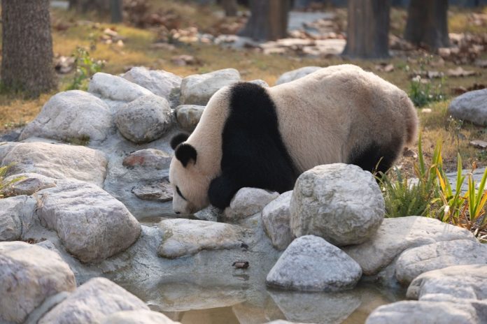 (SichuanMosaics) CHINA-SICHUAN-MIANYANG-GIANT PANDA-NEW BASE-PUBLIC VISIT (CN)