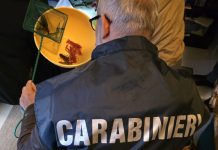 Grosseto, allevava e commerciava abusivamente gamberi della Louisiana: sotto sequestro una struttura