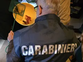 Grosseto, allevava e commerciava abusivamente gamberi della Louisiana: sotto sequestro una struttura