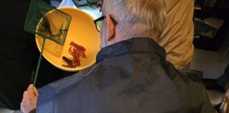 Grosseto, allevava e commerciava abusivamente gamberi della Louisiana: sotto sequestro una struttura