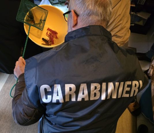 Grosseto, allevava e commerciava abusivamente gamberi della Louisiana: sotto sequestro una struttura