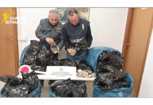 A Latina sequestrati oltre 20 kg di bulbi di papavero da oppio, arrestato un indiano