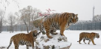 Cina: Harbin, neve imbianca parco delle tigri siberiane (2)