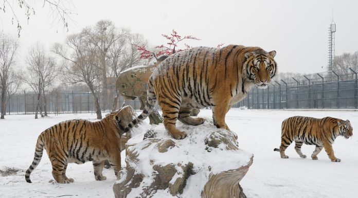 Cina: Harbin, neve imbianca parco delle tigri siberiane (2)