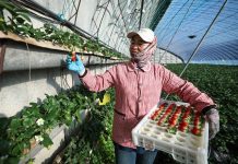 Cina: Donggang sviluppa industria delle fragole (1)