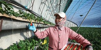 Cina: Donggang sviluppa industria delle fragole (1)