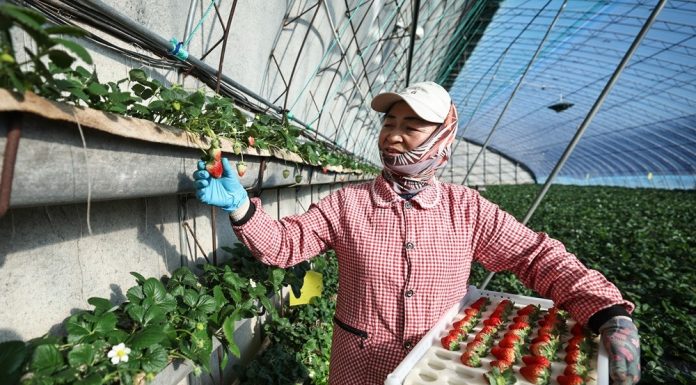 Cina: Donggang sviluppa industria delle fragole (1)