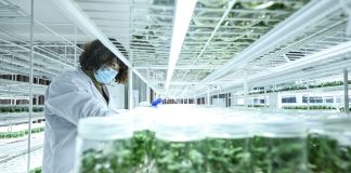 Cina: Donggang sviluppa industria delle fragole (2)