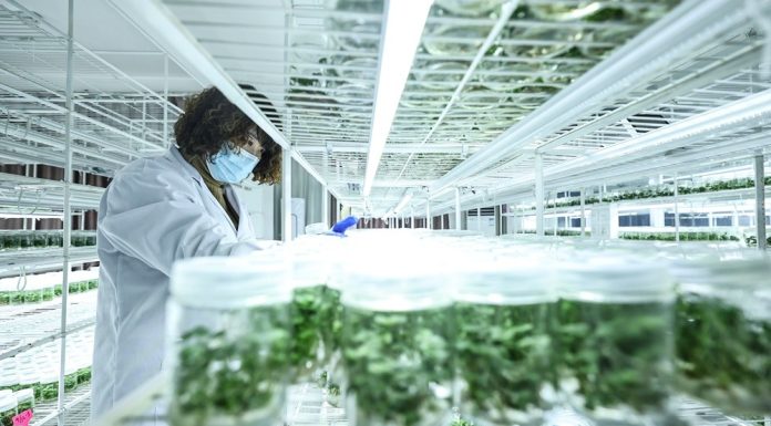 Cina: Donggang sviluppa industria delle fragole (2)