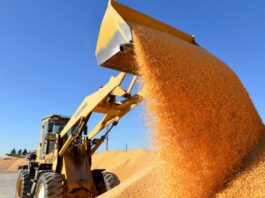 Cina, boom nella produzione di cereali nel 2025