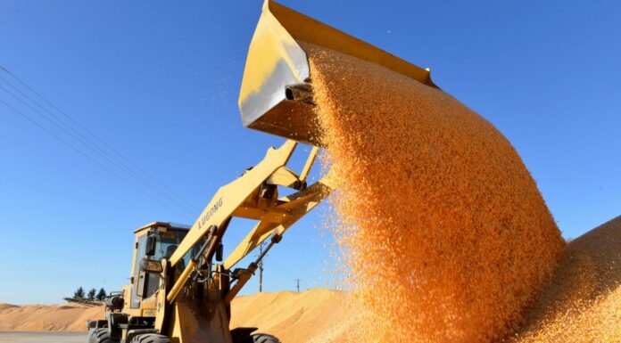 Cina, boom nella produzione di cereali nel 2025