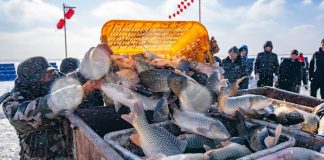Cina: Hohhot ospita quarto Hasuhai Winter Fishing Festival (3)