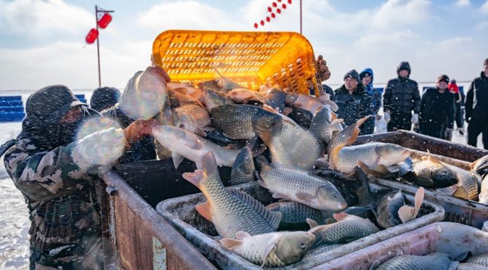 Cina: Hohhot ospita quarto Hasuhai Winter Fishing Festival (3)