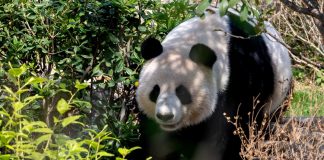Cina: cinque panda giganti incontrano il pubblico al Panda World di Fuzhou (2)
