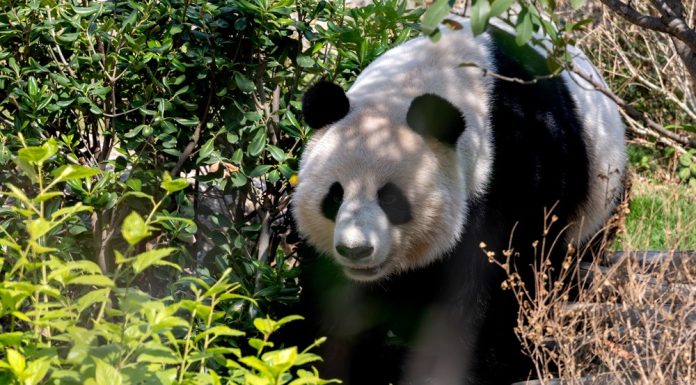 Cina: cinque panda giganti incontrano il pubblico al Panda World di Fuzhou (2)