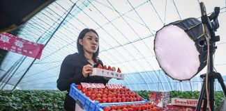 Cina: Donggang sviluppa industria delle fragole (3)