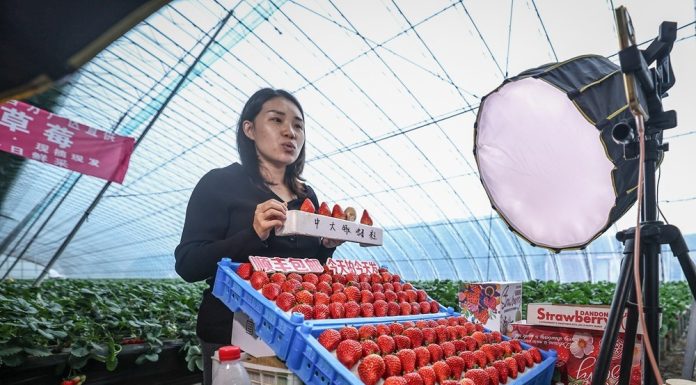 Cina: Donggang sviluppa industria delle fragole (3)