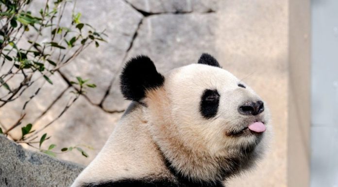 Cina: cinque panda giganti incontrano il pubblico al Panda World di Fuzhou (1)