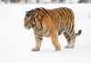 Cina: Harbin, neve imbianca parco delle tigri siberiane (1)