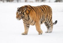 Cina: Harbin, neve imbianca parco delle tigri siberiane (1)