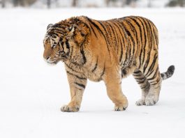 Cina: Harbin, neve imbianca parco delle tigri siberiane (1)